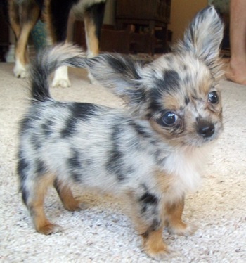 Kilie la belle de toujours est chiot chihuahua