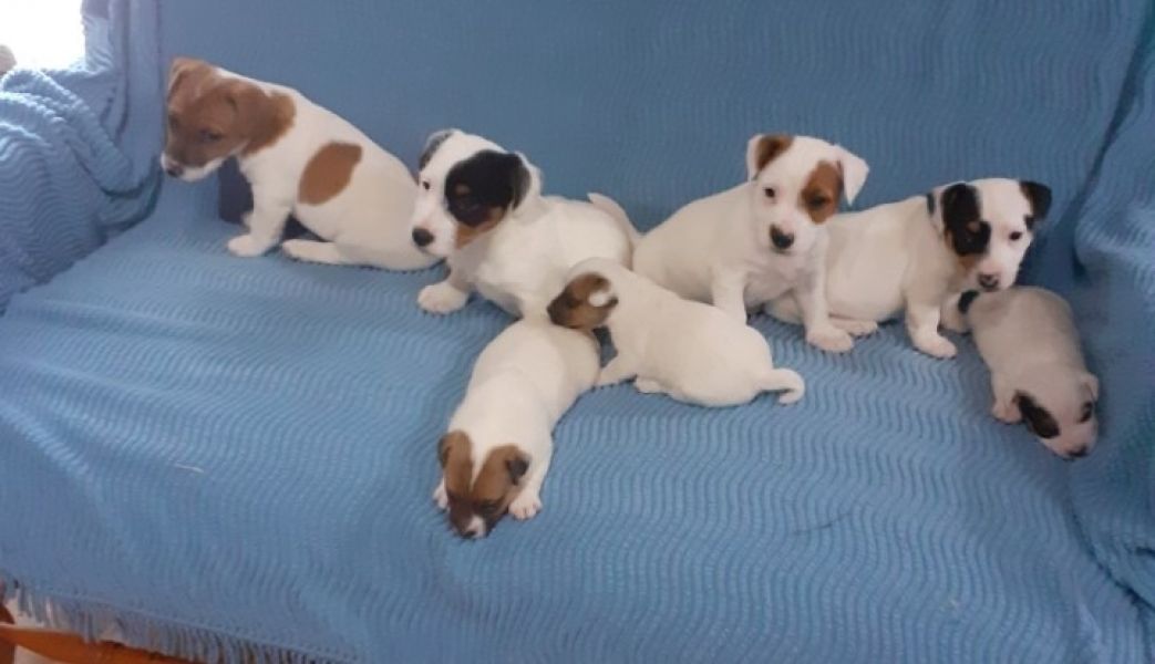 Chiots jack Russel