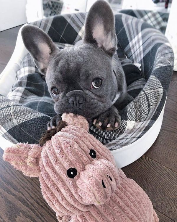 Je donne contre bon soin chiot bouledogue franais