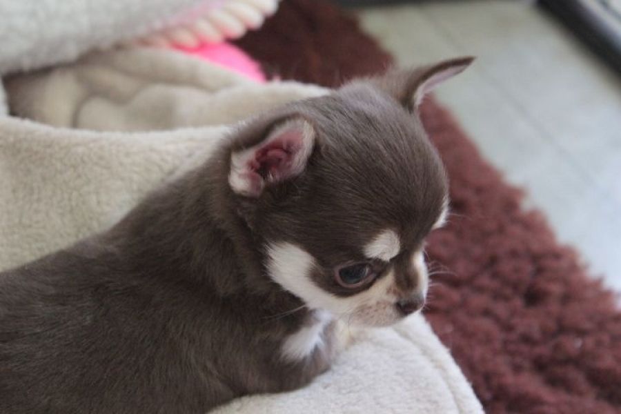 Adorable Chiot chihuahua femelle  donner