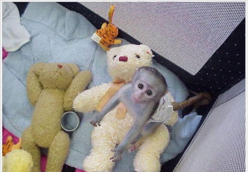  Adorable singe femelle de type capucin a donner
