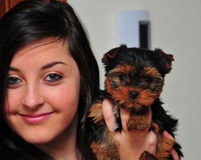 Magnifiques chiots YORKSHIRE