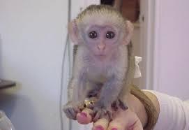 A donner Bb Singe capucin femelle