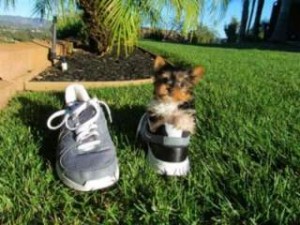 Los cachorros de Yorkshire Terrier Para Adopcin