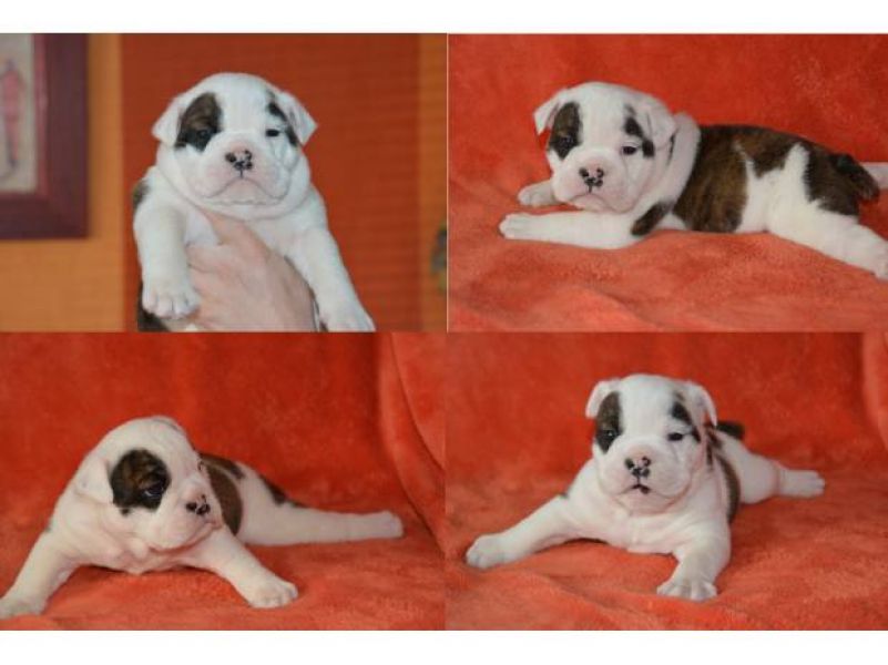 Adorable chiot bouledogue anglais mâle Lof 