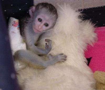 A Donner Adorable singe femelle de type Capucin