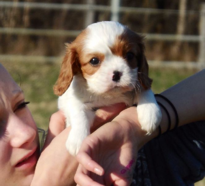 Chiots femelle type cavalier king charles  donner