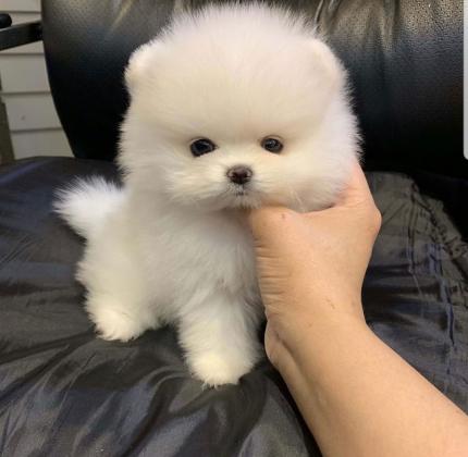Awesome Teacup pomeranian puppies ready now