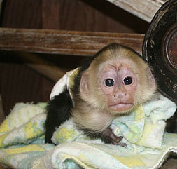 Bébés singes et bébés chimpanzés