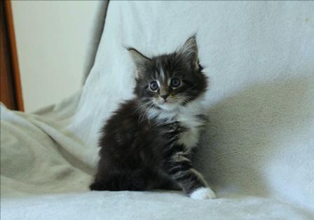 A Donner Chaton type Maine Coon Femelle