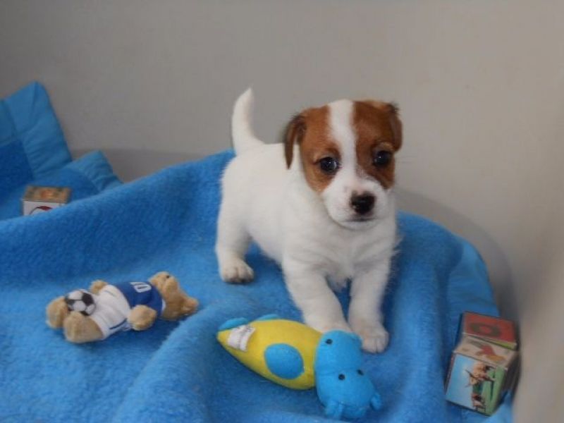 A donner Chiot Type Jack Russell Femelle