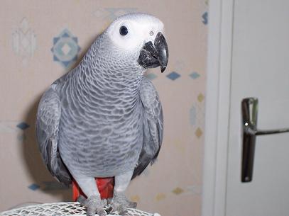 Bébé perroquet gris du Gabon