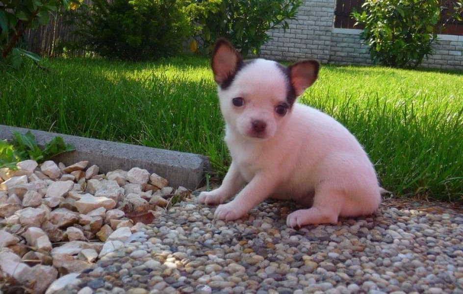 Don de ma Superbe femelle chiot chiwawa