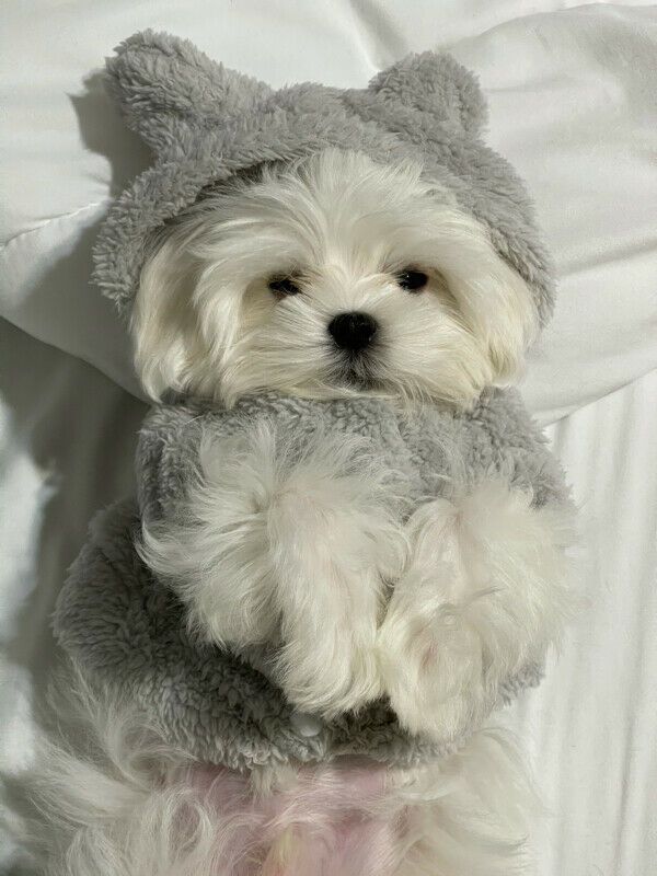 Super Adorable Teacup Maltese Puppies