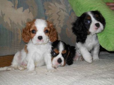 Adorables chiots type Cavalier King Charles tricolore male et femelle