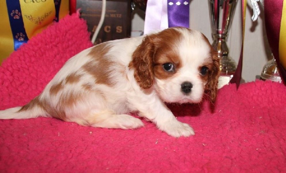 Jolie femelle cavalier king charles  donner