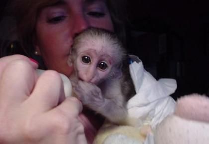 Charme bébés singe capucin pour les maisons