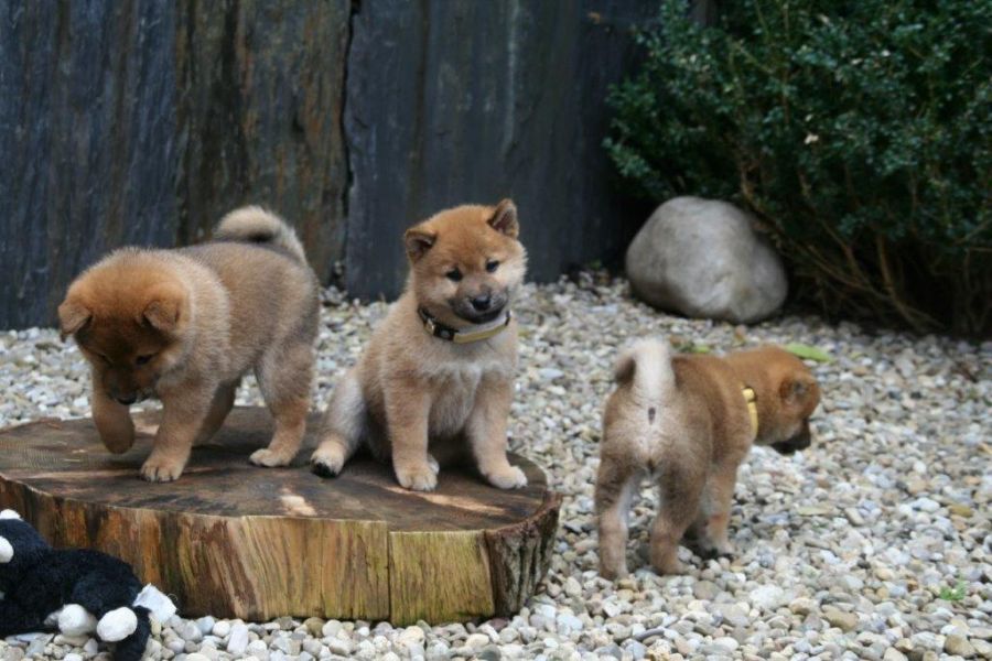 Adorables chiots Shiba inu