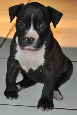 Chiots american staffordshire terrier / amstaff