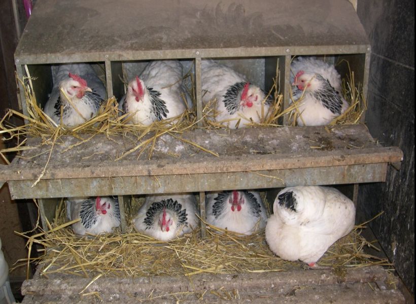 Coqs et oeufs de race bourbonnais (pure race franaise)