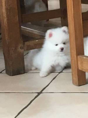 Donne mon adorable Spitz Allemand