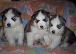 3 Chiots D'apparence Husky Siberien