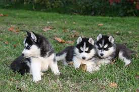 Magnifiques Chiots Husky Pour Famille