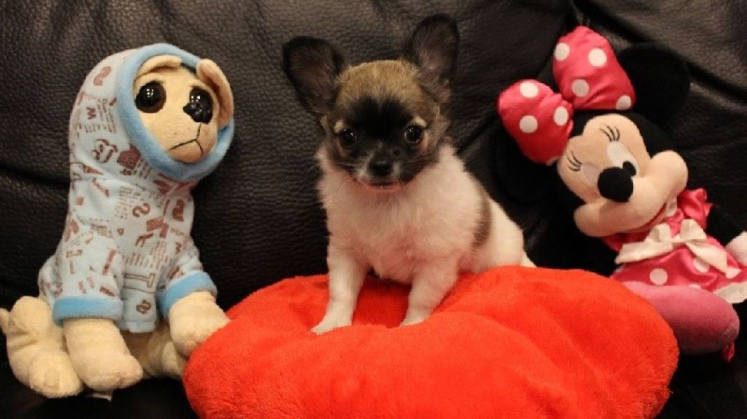 Chiot type chihuahua femelle A DONNER