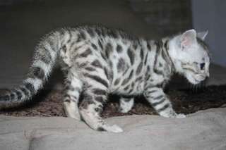 	A donner chaton tigr bengal urgemment