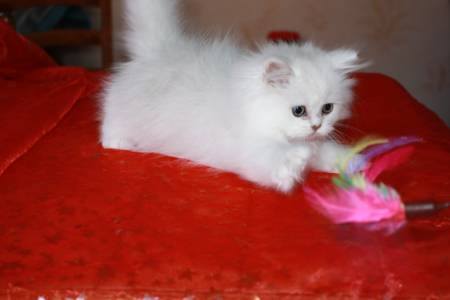 A Donner petit chaton type persan chinchilla