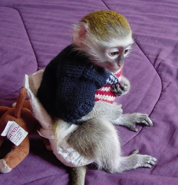 A donner Magnifique Singe capucin femelle