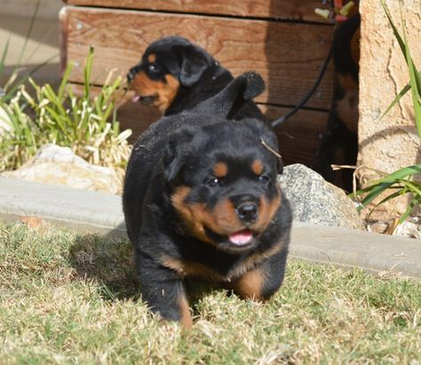 Beautiful sweet Rottweiler puppies available for adoption