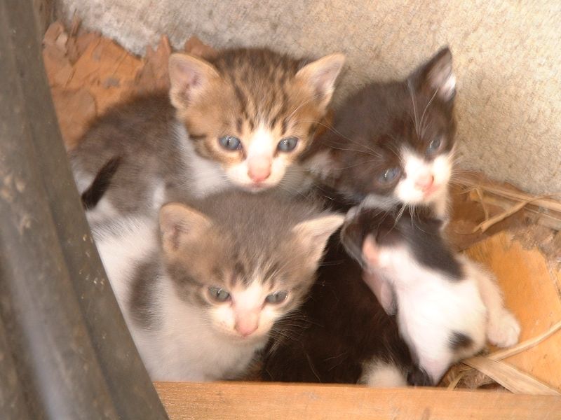 Donne chatons 