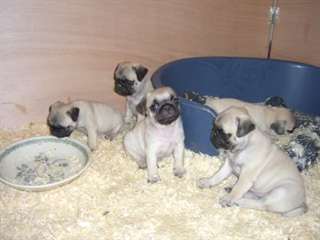 5 chiots carlins (pug)  donner