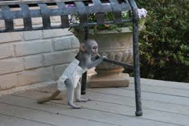 Adorable singe femelle de type capucin a donner