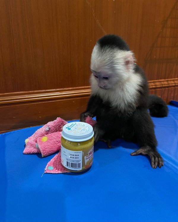 Cute Capuchin Monkeys