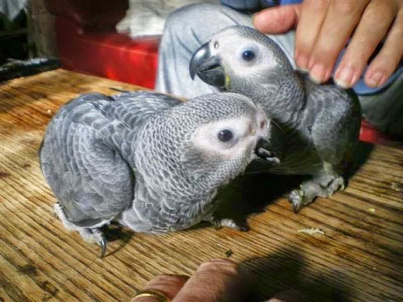 Bébé perroquet gris du Gabon