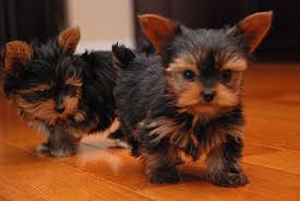 Registered Yorkie Puppies for Adoption (402)264-6345)