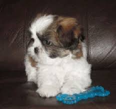 5 magnifiques bbs Shih tzu